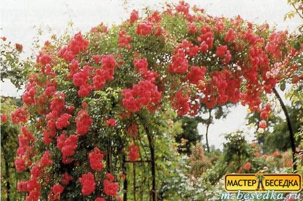 Plantele din jurul chioșc (31 poze flori frumoase și exemple de debarcările lor) (plante) Plantele din jurul chioșc (31 fotografii de flori frumoase și exemple de debarcările lor)
