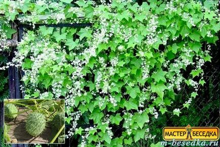 Plantele din jurul chioșc (31 fotografii de flori frumoase și exemple de debarcările lor) (chioșc) Plantele din jurul chioșc (31 fotografii de flori frumoase și exemple de debarcările lor)