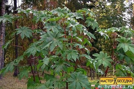 Plantele din jurul chioșc (31 fotografii de flori frumoase și exemple de debarcările lor) (chioșc) Plantele din jurul chioșc (31 fotografii de flori frumoase și exemple de debarcările lor)