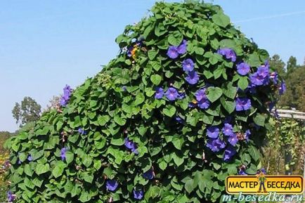 Plantele din jurul chioșc (31 fotografii de flori frumoase și exemple de debarcările lor) (în jurul) Plantele din jurul chioșc (31 fotografii de flori frumoase și exemple de debarcările lor)