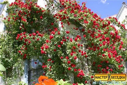 Plantele din jurul chioșc (31 fotografii de flori frumoase și exemple de debarcările lor) (foto) Plantele din jurul chioșc (31 fotografii de flori frumoase și exemple de debarcările lor)