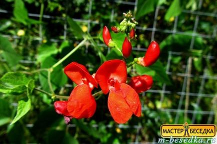Plantele din jurul chioșc (31 fotografii de flori frumoase și exemple de debarcările lor) (chioșc) Plantele din jurul chioșc (31 fotografii de flori frumoase și exemple de debarcările lor)