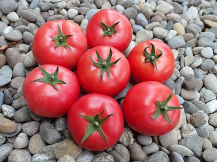 soiuri multi-colorate de tomate, care ar trebui să fie plantate în 2016