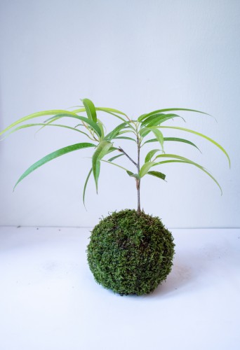 specii Specii de Ficus, cu fotografii și nume (specii) specii Specii de Ficus cu fotografii și nume