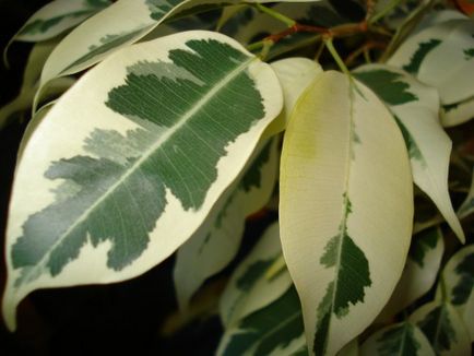 specii Specii de Ficus cu fotografii și nume (foto) specii Specii de Ficus cu fotografii și nume