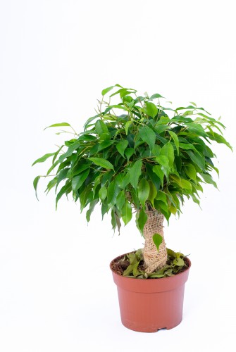 specii Specii de Ficus cu fotografii și nume (foto) specii Specii de Ficus cu fotografii și nume