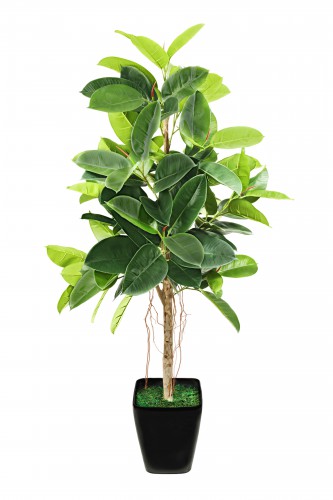 specii Specii de Ficus cu fotografii și nume (până la o înălțime mai mare) specii Specii de Ficus cu fotografii și nume