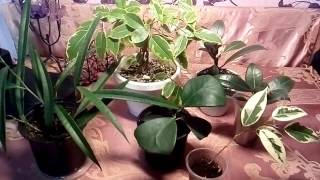 specii Specii de Ficus cu fotografii și nume (ficus) specii Specii de Ficus cu fotografii și nume