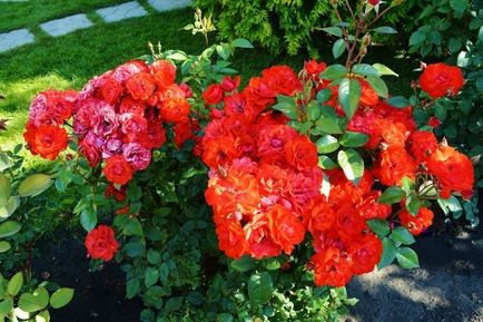 Rose resuscitare după iernare (după) Rose resuscitare după hibernare