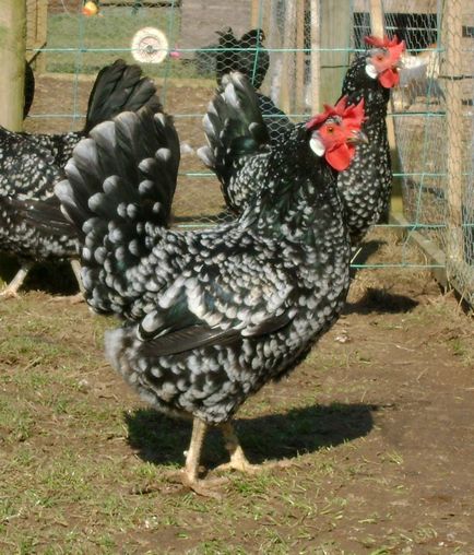 rase rare de găini, cel mai mare forum pentru avicultori, toate despre reproducere și conținutul de pasăre (rocă) rase rare de găini, cel mai mare forum pentru fermierii de păsări de curte, toate despre reproducție și păsări de curte
