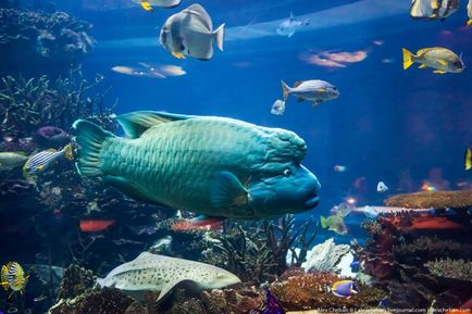 Restaurantul este într-un acvariu (Aquarium) Restaurantul din acvariu