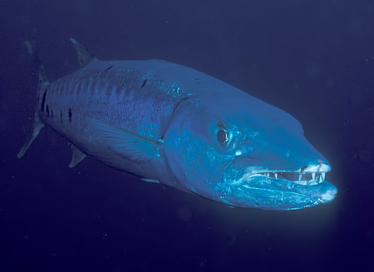 Peștii Barracuda proprietăți utile (benefice) Fish proprietăți barracuda utile