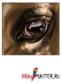 Desenați ochiul unui cal (cal) Desenați ochiul unui cal