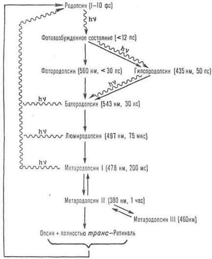 Rodopsinei - chimice Encyclopedia (rodopsina) Rodopsinei - Enciclopedia chimică