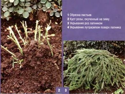 Trandafiri - Plantarea și îngrijirea suplimentară de flori (trandafiri în creștere) Trandafiri - plantare și îngrijire suplimentară pentru flori