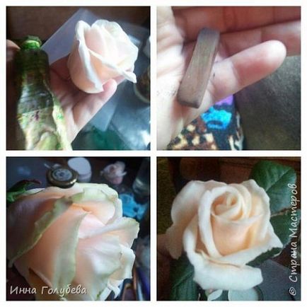 Rose cultivar basmul porțelan rece (turnate) Trandafiri varietate Povestea de porțelan rece