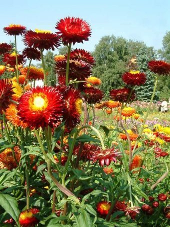 grădină Helichrysum - plantare, îngrijire, reproducere (plantare) grădină Helichrysum - plantare, îngrijirea, creșterea