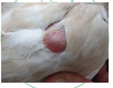 Salmoneloză la porumbei, tratamentul și prevenirea (articolul) Salmoneloză la porumbei, tratamentul și prevenirea