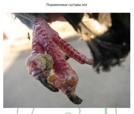 Salmoneloză la porumbei, tratamentul și prevenirea (articolul) Salmoneloză la porumbei, tratamentul și prevenirea