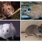 Cel mai mare mouse-ul din lume (cel mai mare mouse-ul) Cel mai mare mouse-ul în lume