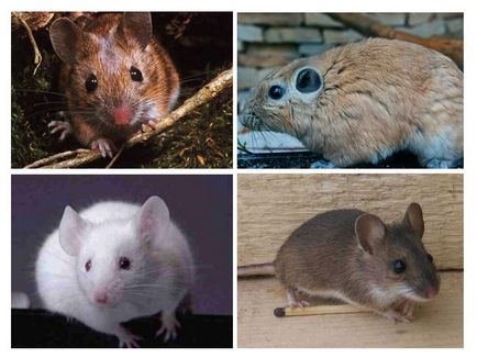Cel mai mare mouse-ul din lume (cel mai mare mouse-ul) Cel mai mare mouse-ul în lume