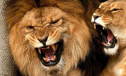 Cele mai multe animale sălbatice falci puternice (puternic) Cele mai puternice Fălcile ale lumii animale