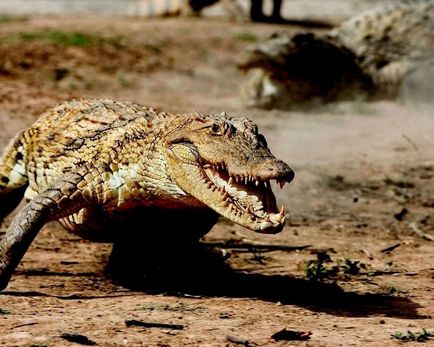 Cele mai puternice fălcile faunei (animale) Cele mai puternice Fălcile ale lumii animale