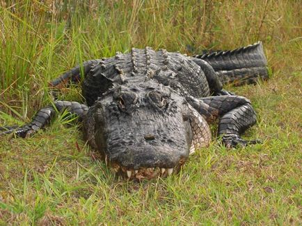 Cele mai puternice fălcile faunei (animale) Cele mai puternice Fălcile ale lumii animale