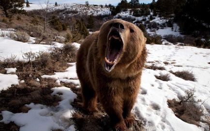Cele mai multe animale sălbatice maxilarului puternic (puterea maxilarului a atmosferei) Cele mai puternice Fălcile ale lumii animale
