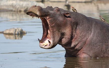 Cele mai puternice fălcile faunei (animale) Cele mai puternice Fălcile ale lumii animale
