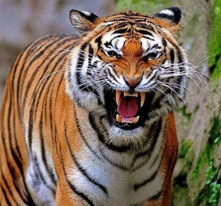 Cele mai multe animale sălbatice falci puternice (puternic) Cele mai puternice Fălcile ale lumii animale