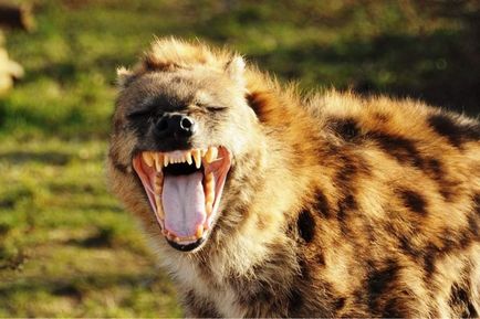 Cele mai puternice Fălcile ale lumii animale (gheară) Cele mai puternice Fălcile ale lumii animale