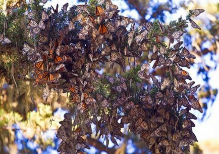 Cele mai uimitoare fenomene naturale (20 poze) - triniksi (tropicală) Fenomenele cele mai uimitoare naturale (20 poze) - triniksi