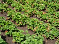 Secretele de cultivare de succes de căpșuni din țară, grădinar (conac) (Secretele) Secretele de cultivare de succes de căpșuni din țară, grădinar (conac)