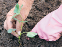 Secretele de cultivare de succes de căpșuni din țară, grădinar (conac) (în creștere) Secretele de cultivare de succes de căpșuni din țară, grădinar (conac)