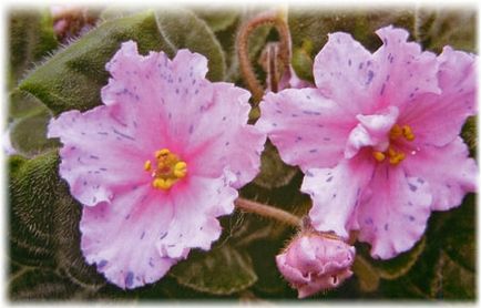 Saintpaulia (violete) de îngrijire la domiciliu cu foto (uzambarskaya) Saintpaulia (violete) de îngrijire la domiciliu, cu fotografie