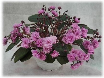 Saintpaulia (violete) de îngrijire la domiciliu, cu fotografie (de îngrijire) Saintpaulia (violete) de îngrijire la domiciliu, cu fotografie