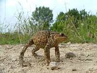 Toad - l (Bufo periglenes clasificare științifică) Toad - este