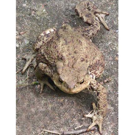 Toad, foto (lingău) Toad, fotografie
