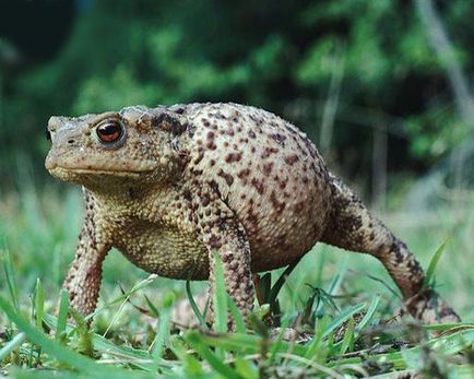 Toad, foto (amfibiu) Toad, fotografie