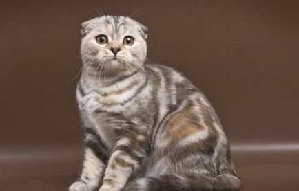 Scottish Fold pisica rasa 40 fotografie (pisici) Scottish Fold pisica de rasa 40 de fotografii