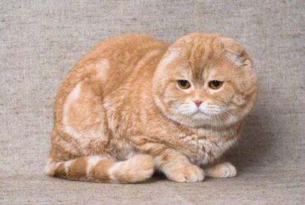 Scottish Fold pisica rasa 40 fotografie (pisici) Scottish Fold pisica de rasa 40 de fotografii