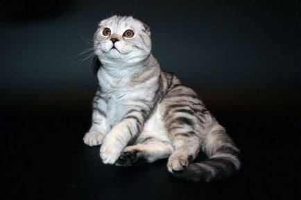 Scottish Fold pisica rasa 40 de fotografii (poze) Scottish Fold pisica de rasa 40 de fotografii