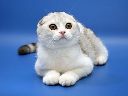 Scottish Fold pisica rasa 40 fotografie (reprezentanți ai rasei) Scottish Fold pisica de rasa 40 de fotografii
