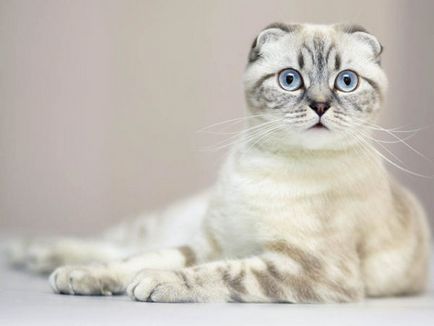 Scottish Fold pisica rasa 40 de fotografii (poze) Scottish Fold pisica de rasa 40 de fotografii