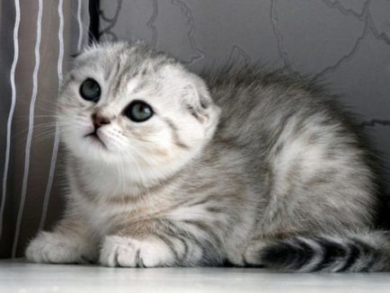 Scottish Fold pisica rasa 40 de fotografii (poze) Scottish Fold pisica de rasa 40 de fotografii