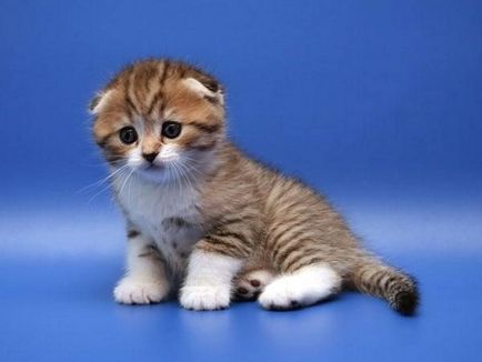 Scottish Fold pisica rasa 40 fotografie (reprezentanți ai rasei) Scottish Fold pisica de rasa 40 de fotografii