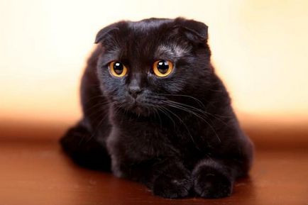 Scottish Fold pisica rasa 40 fotografie (reprezentanți ai rasei) Scottish Fold pisica de rasa 40 de fotografii