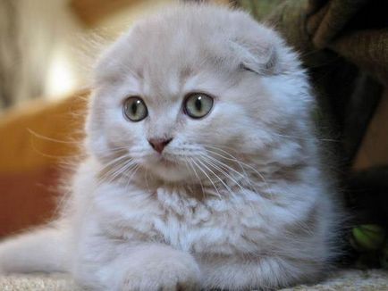 Scottish Fold pisica rasa 40 de fotografii (poze) Scottish Fold pisica de rasa 40 de fotografii