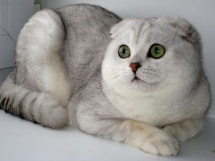Scottish Fold pisica rasa 40 de fotografii (poze) Scottish Fold pisica de rasa 40 de fotografii